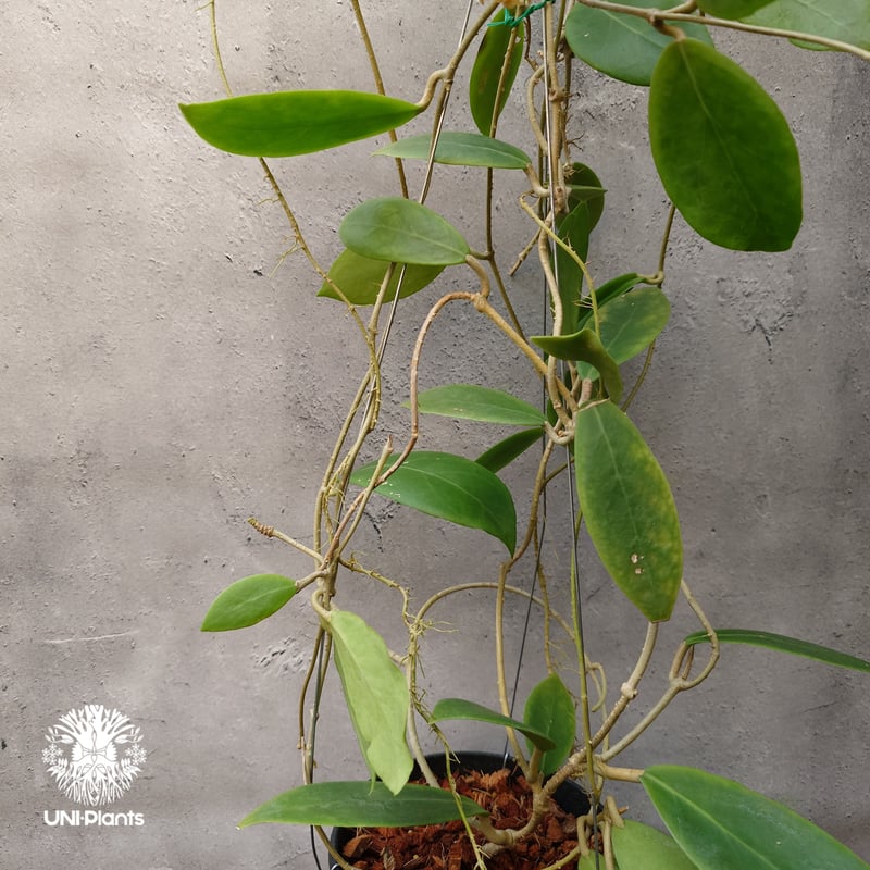 Hoya mindorensis lite yellow ホヤ ミンドレンシス ライトイエロー