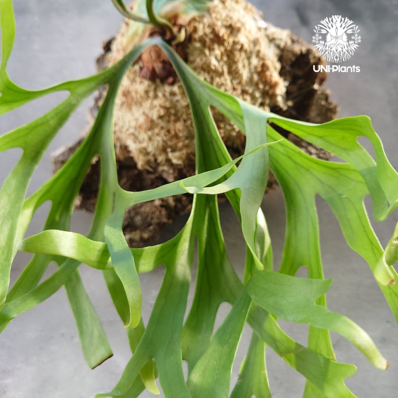 初入荷! ビカクシダ キッチャクード シンリーフ Platycerium mt