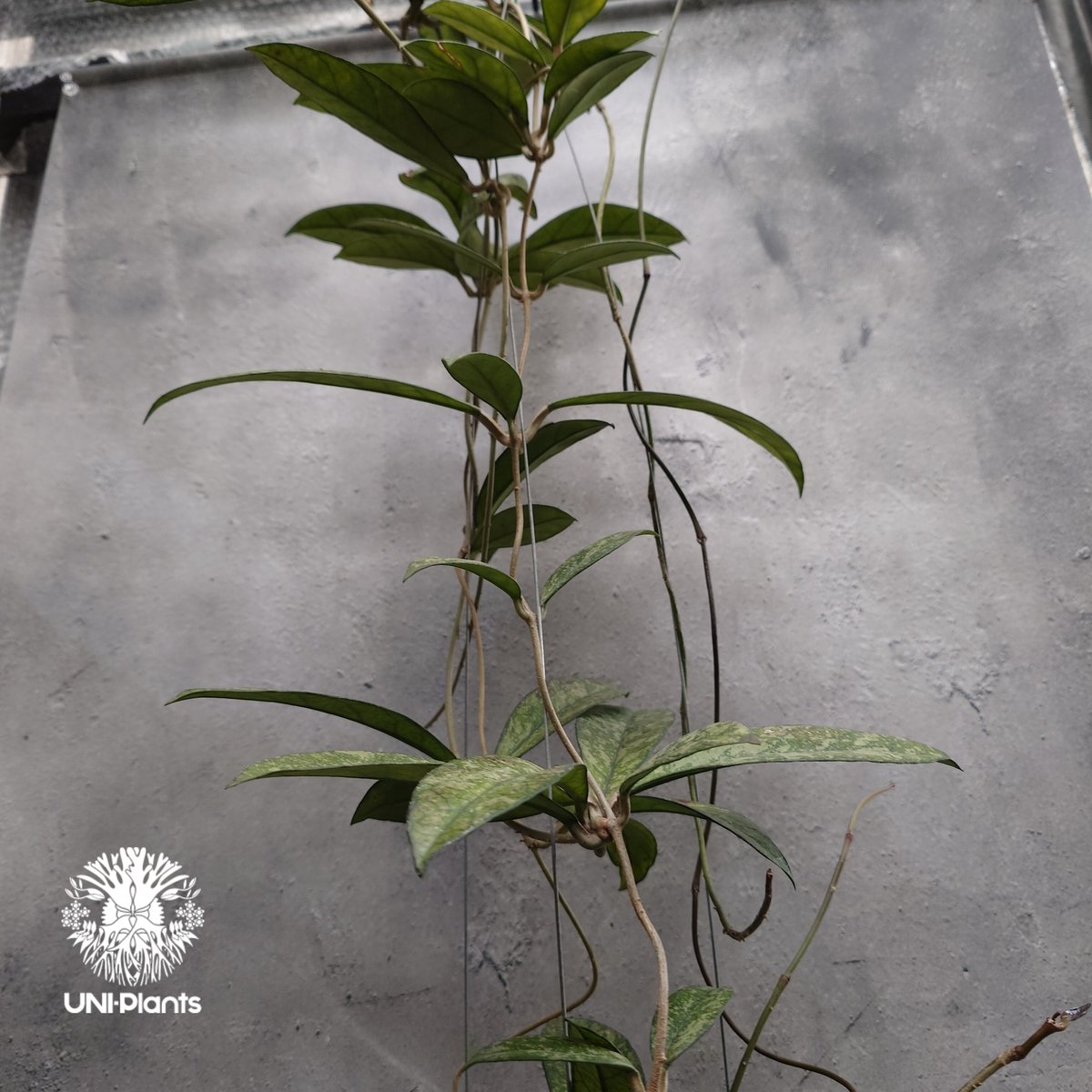 Hoya Crassipetiolata super splash ホヤ クラシペティオラータ