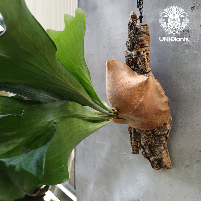 ビカクシダ ヒリードラゴン Platycerium hillii cv.Dragon 大株 コ