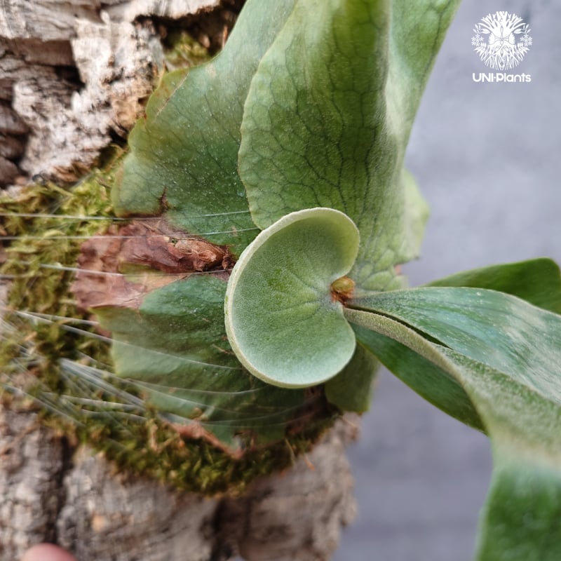 Platycerium wandae × veitchii ビカクシダ ワンダエ×ベイチー コ