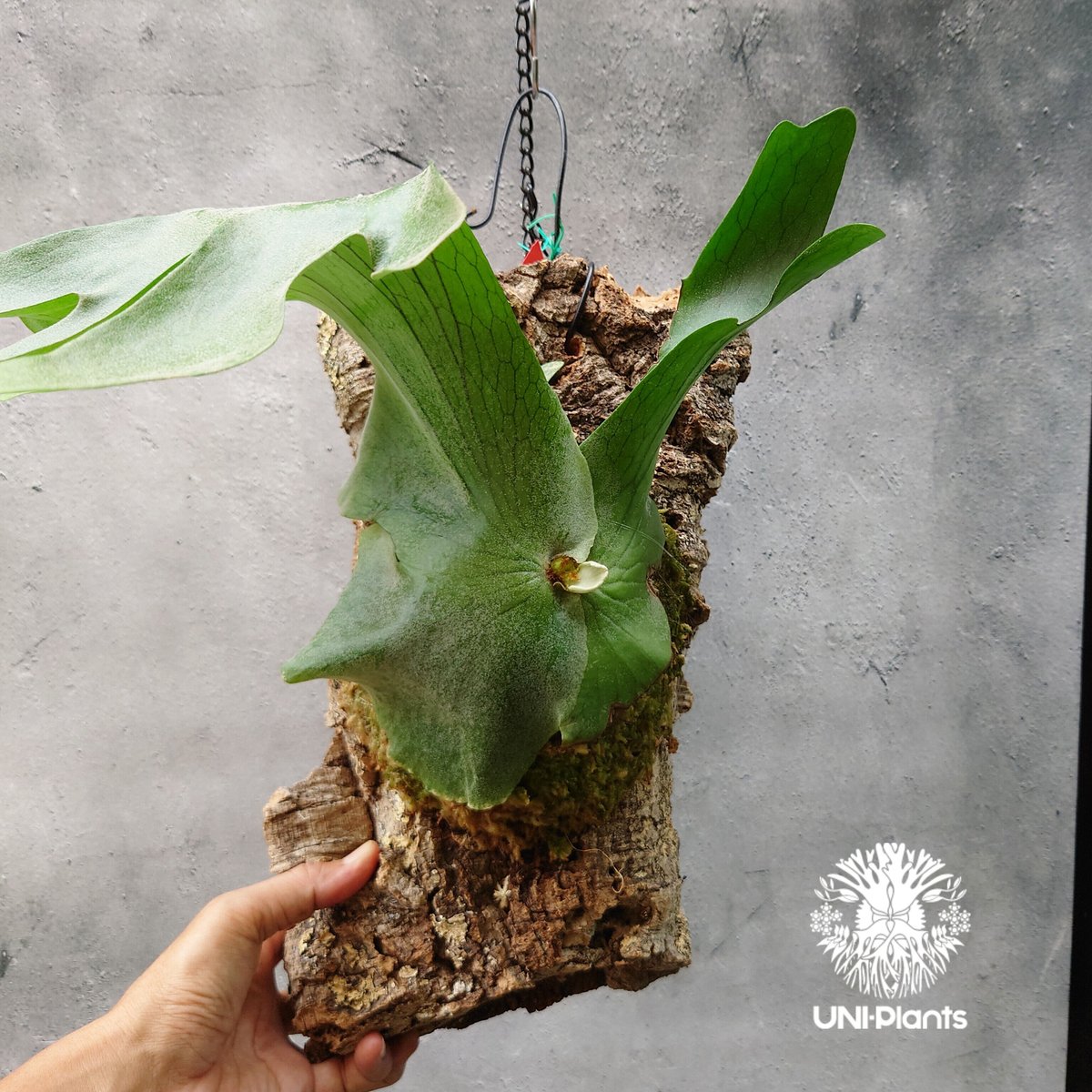 ビカクシダ ホルタミー P. Holttumii（コウモリラン 多肉 サボ 植物