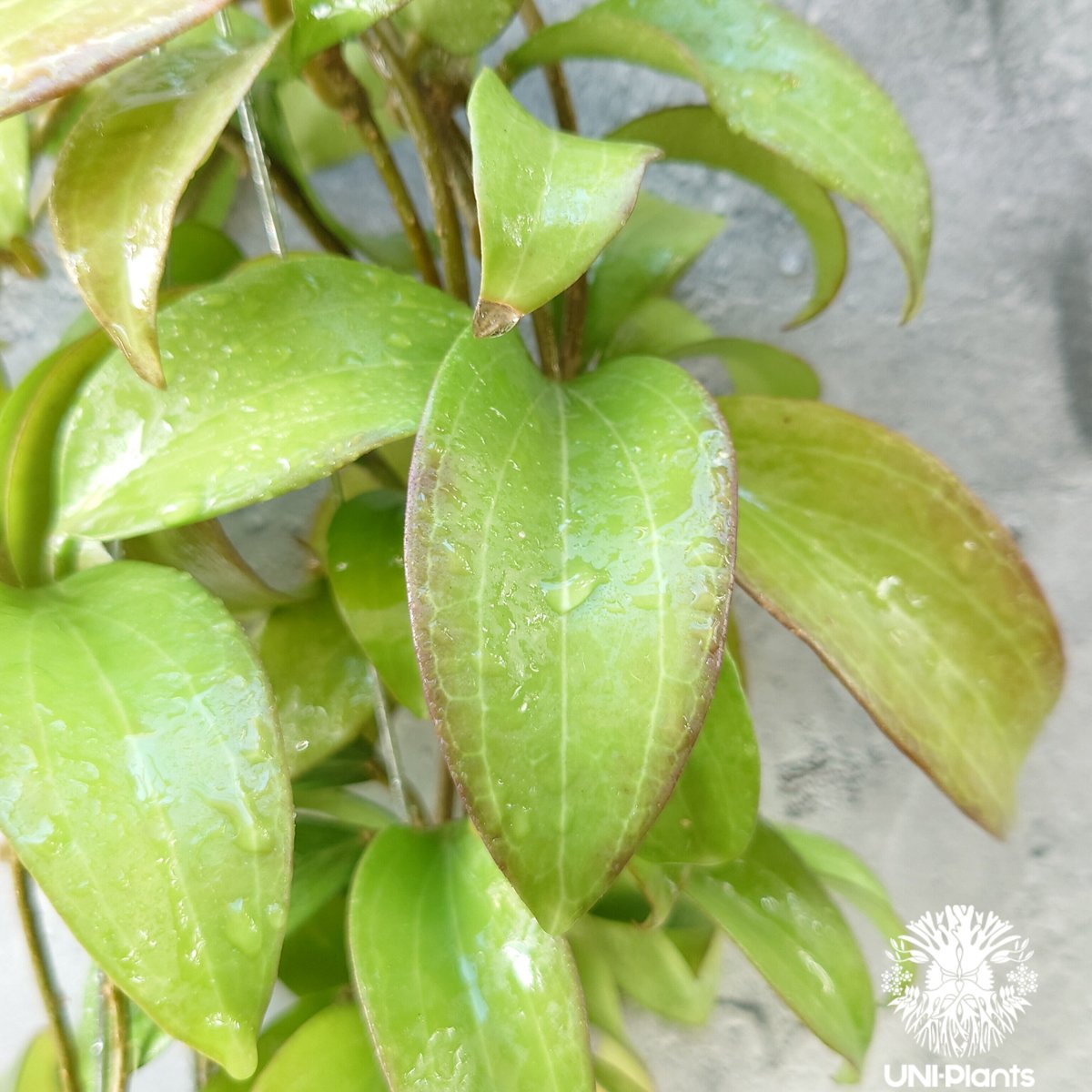 ホヤ メリリー ロングリーフ Hoya merrilli long lesves(red le