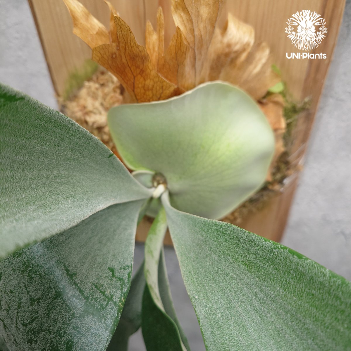 Platycerium Khok Kruat (spore) ビカクシダ コック クルアット( Platycerium Khok Kruat (spore) ビカクシダ コック クルアット(