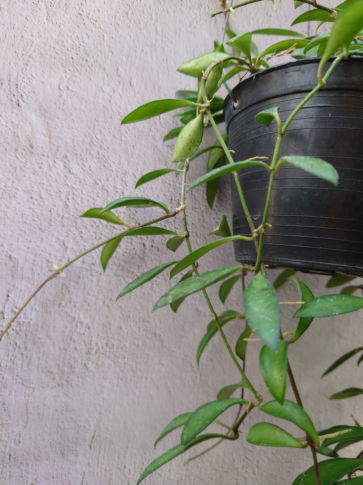 ホヤ ケンティアナ ミニ Hoya kentiana mini ホヤ植物 植物 珍奇