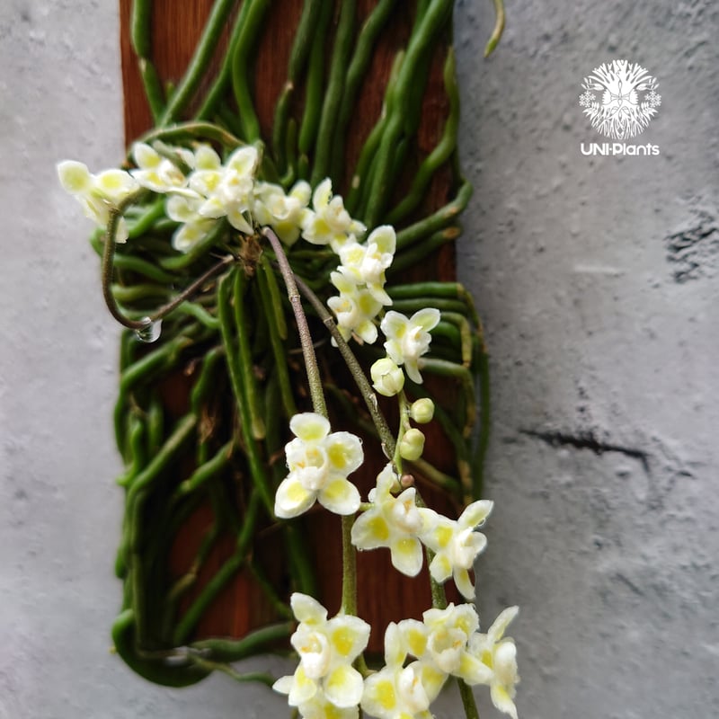 キロスキスタ ビリディフラバ Chiloschista viridiflava 着生植物 珍し