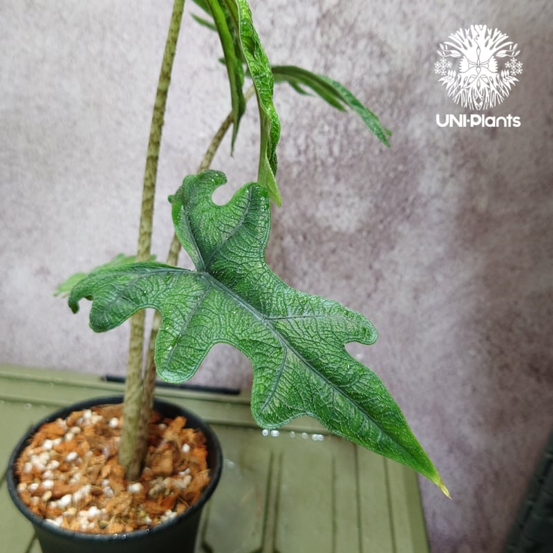 Alocasia jacklyn アロカシア ジャクリン アロカシアジャックリ