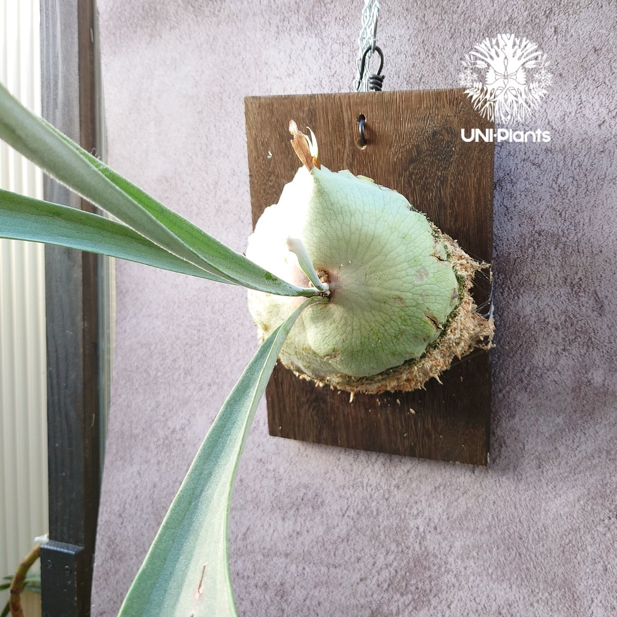 ビカクシダ　レモイネイ　選抜 ビカクシダ レモイネイ Platycerium veitchii 'Lemoine' コウモリ