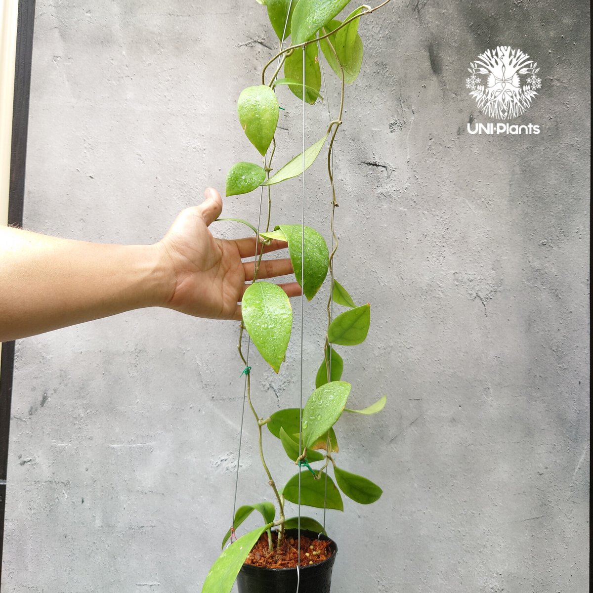 レア希少】magma glass ダークグリーン ホヤのみ レア希少 レア希少】magma glass ダークグリーン ホヤのみ レア希少