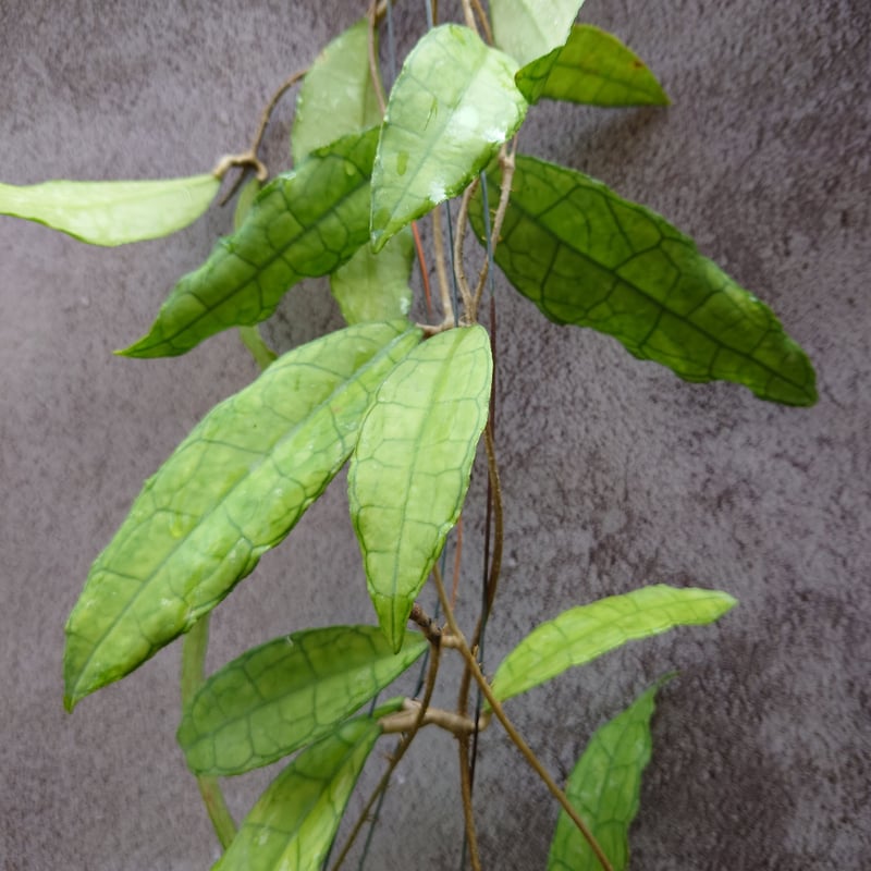 Hoya finlaysonii long leaves ホヤ フィンレイソニー ロング