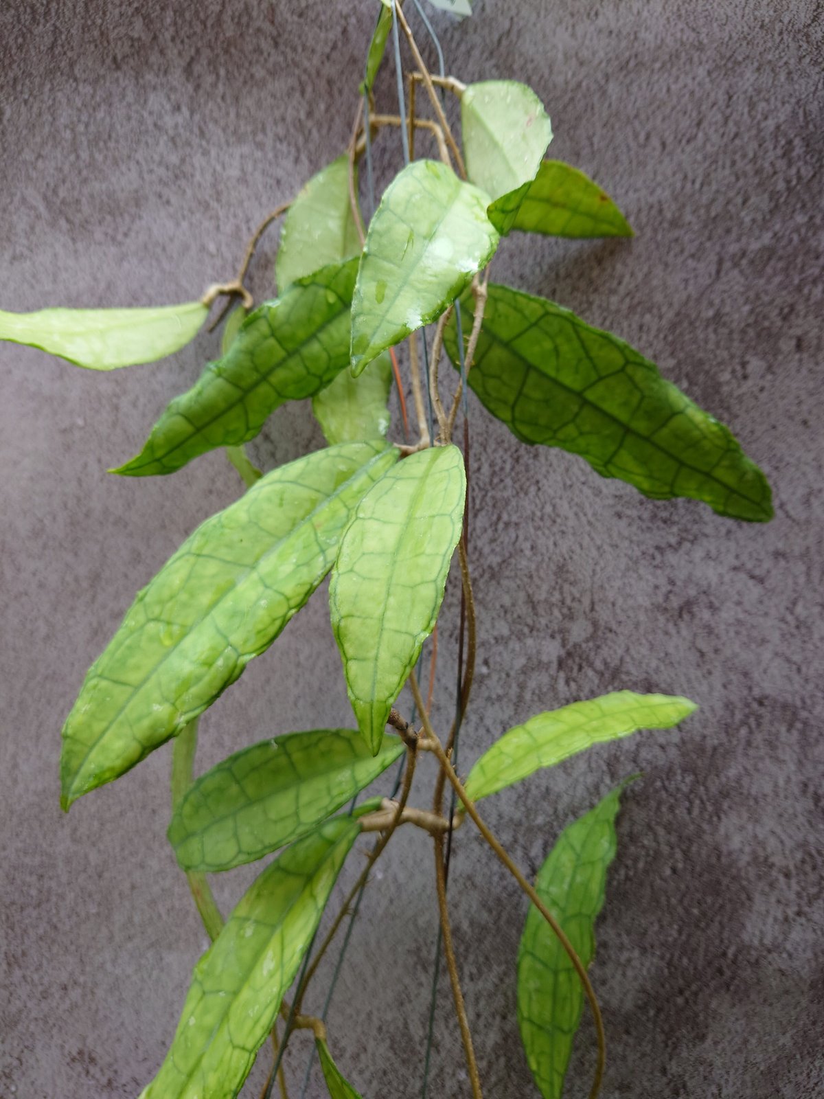 Hoya finlaysonii long leaves ホヤ フィンレイソニー ロング