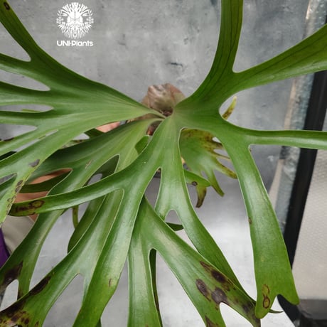 CATEGORY ビカクシダ(Platycerium) | UNI-Plants ビカクシダ、 CATEGORY ビカクシダ(Platycerium) | UNI-Plants ビカクシダ、