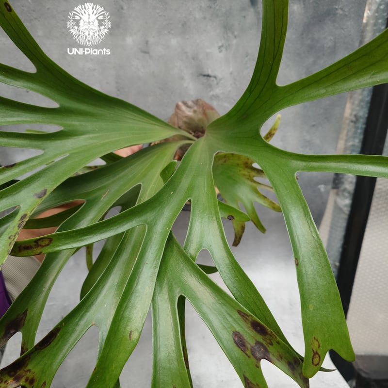 Platycerium alcicorne var.Madagascar ビカクシダ アルシコ