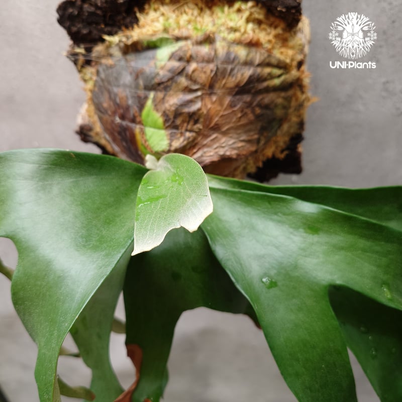 ビカクシダ アルテミス Platycerium Artemis (Alcicorne x Qu