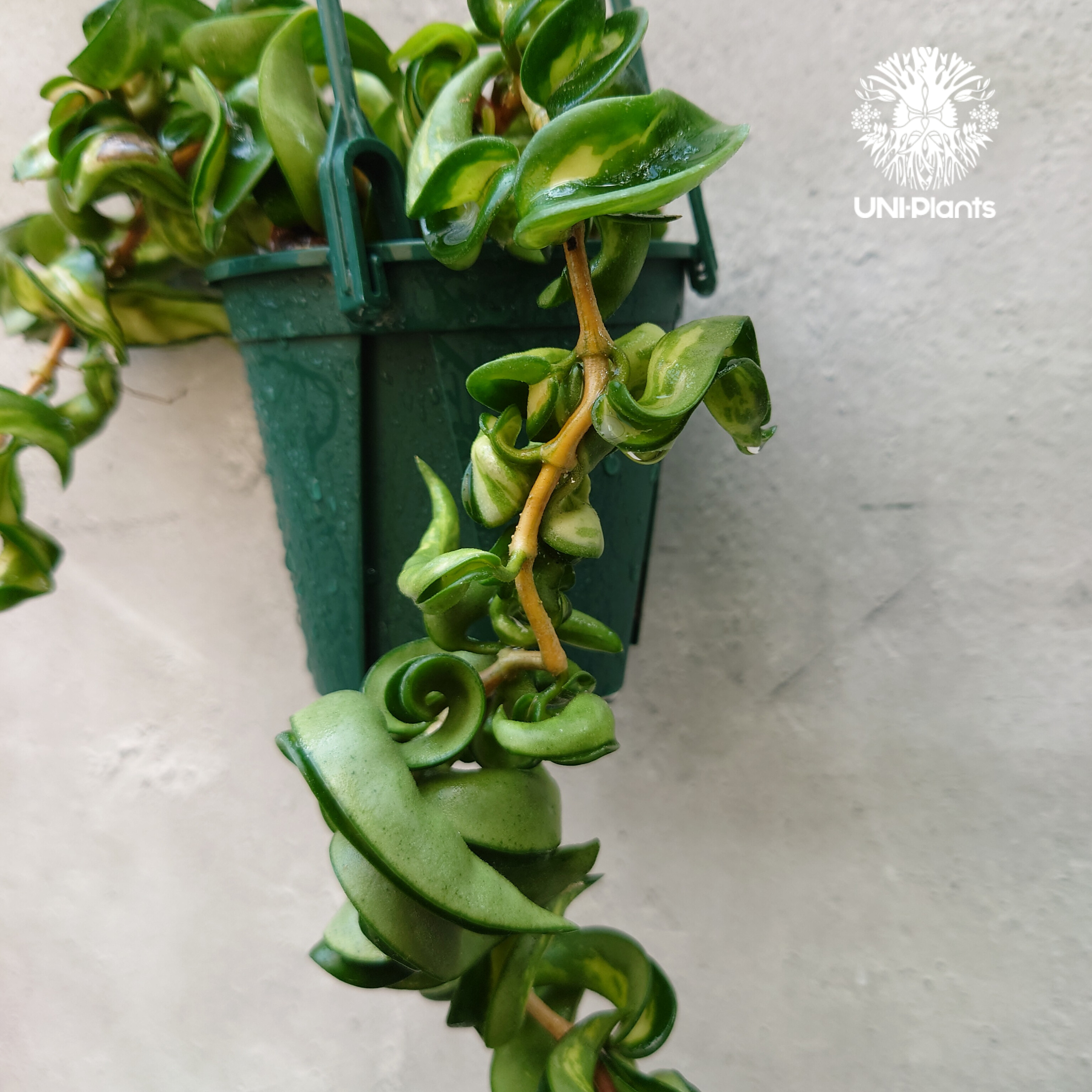 Hoya carnosa compacta variegated ホヤ カルノーサ コンパクタ