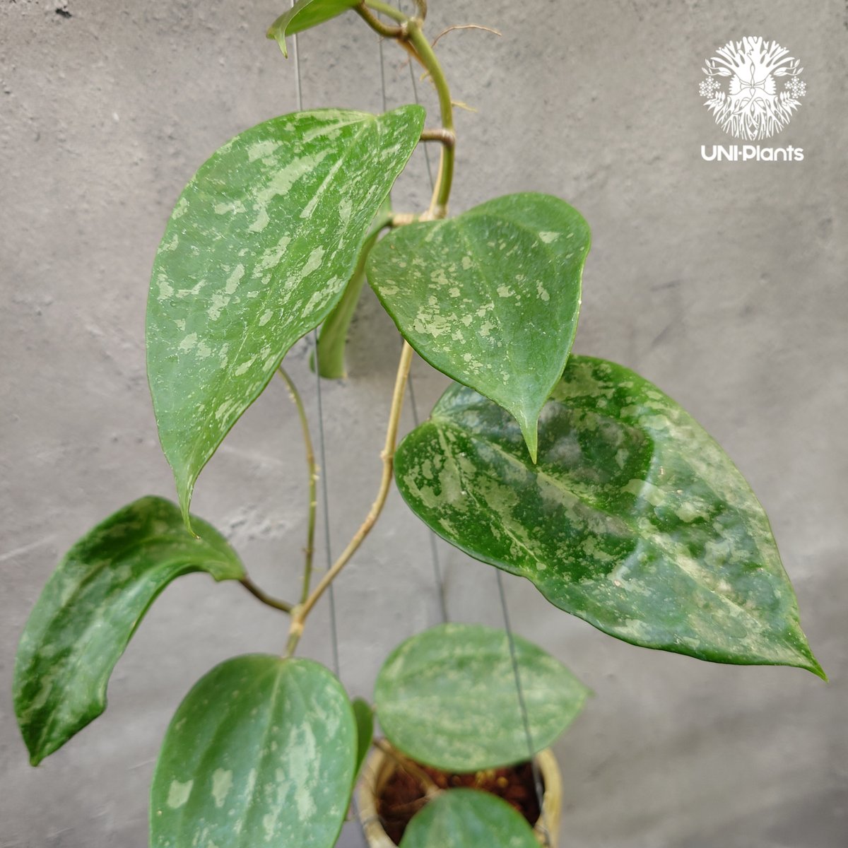 レア ホヤ Hoya latifolia ' Queen'サクララン レア ホヤ Hoya