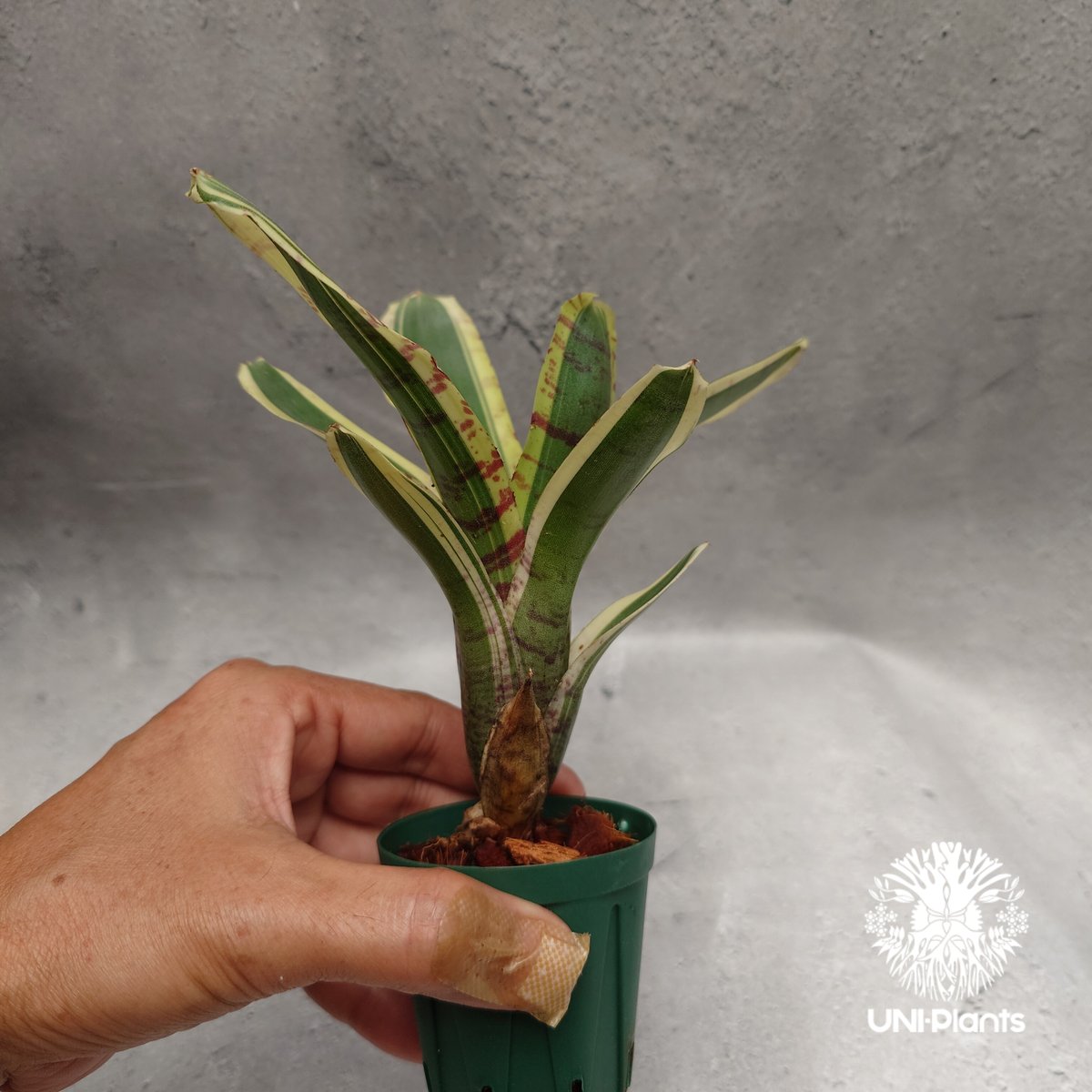 Neoregelia Hello Kitty ネオレゲリア ハローキティ Neoregelia