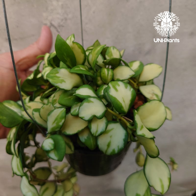 ホヤ ヘウスケリアナ バリエガータ Hoya Heuschkeliana variegata