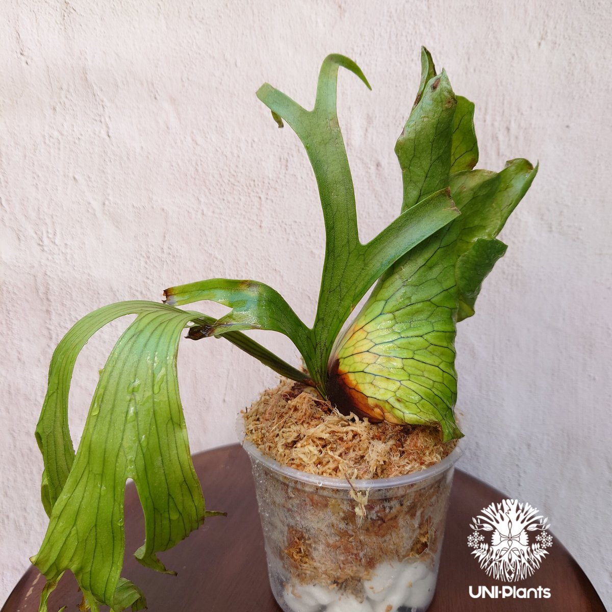 ◆コロナリウム◆ビカクシダ◆板付◆観葉植物◆超超美株！　子株も出てる安定株! Yahoo!オークション - P. coronarium 'Full Up' (select