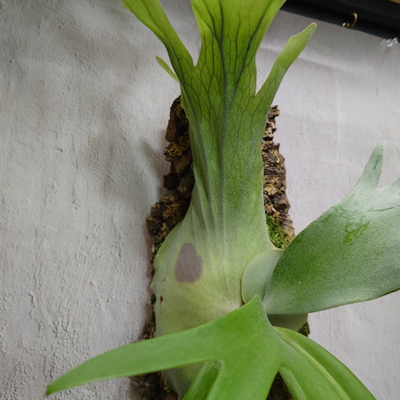 ビカクシダ ウィリンキーcv.インドネシア Platycerium willinckii cv...