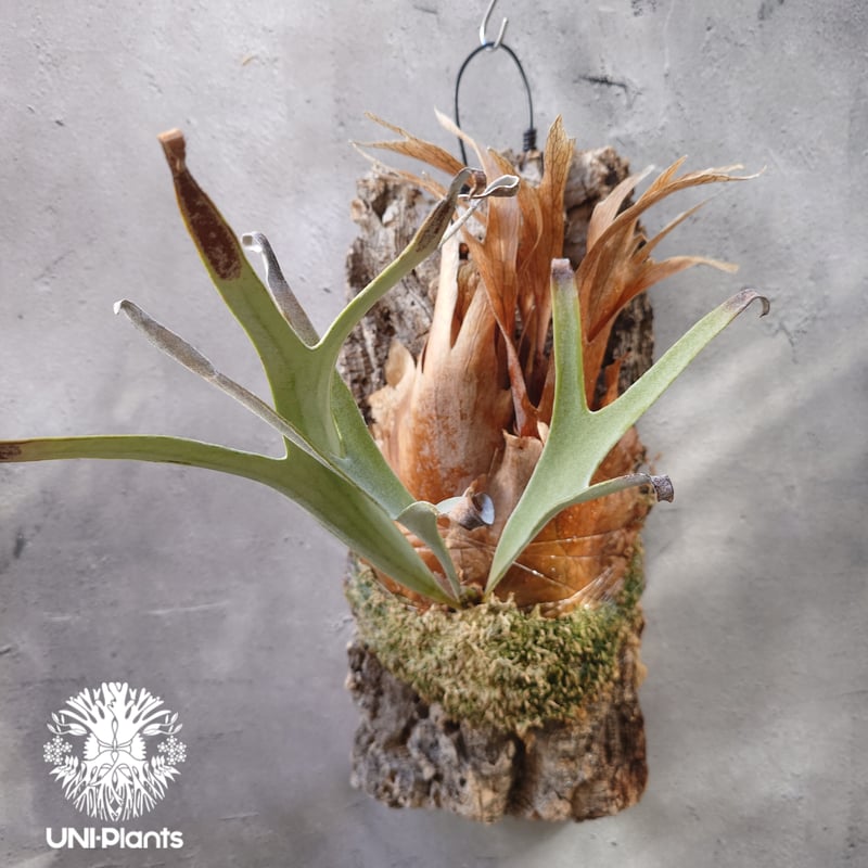 ビカクシダ ベイチー(子株) Platycerium veitchii(pup) コウモリ