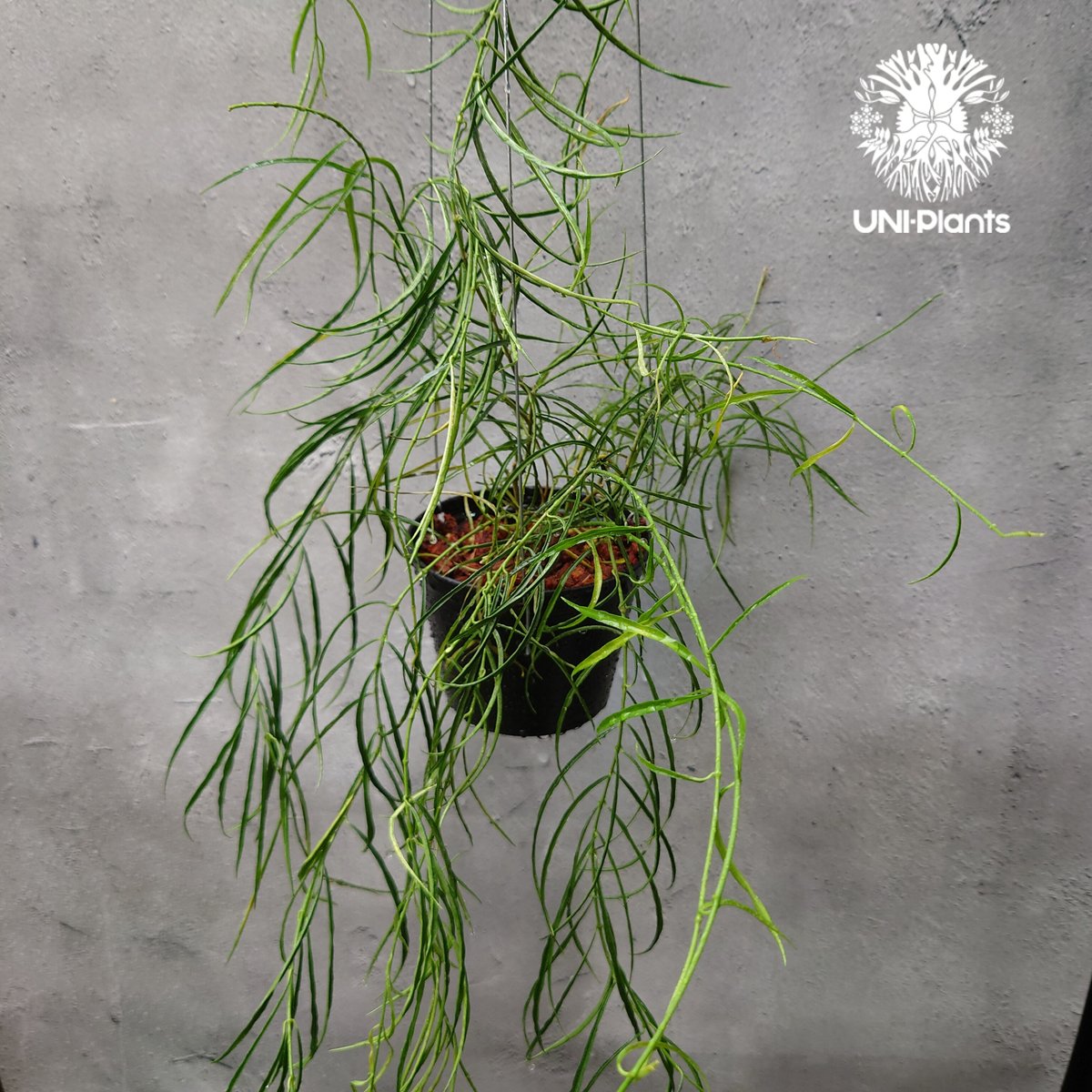 Hoya stenophylla ホヤ ステノフィラ 希少 ホヤ植物 ホヤの花 珍しい