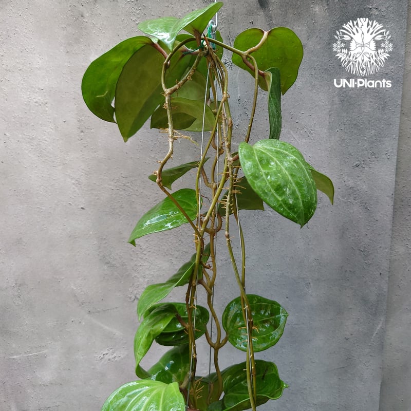 Hoya Sarawak pink ホヤ サラワック ピンク ホヤ植物 Hoya plants