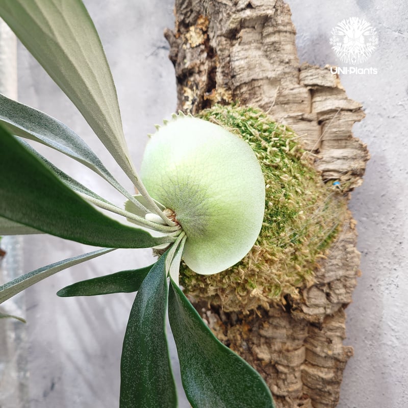 その他観葉植物 Platycerium Rydeen Platycerium Rydeen ビカクシダ ライディーン ビカクシダ