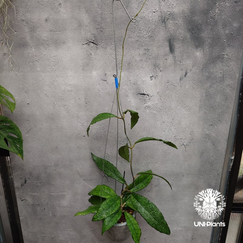 Hoya finlaysonii long leaves ホヤ フィンレイソニー ロングリーブ