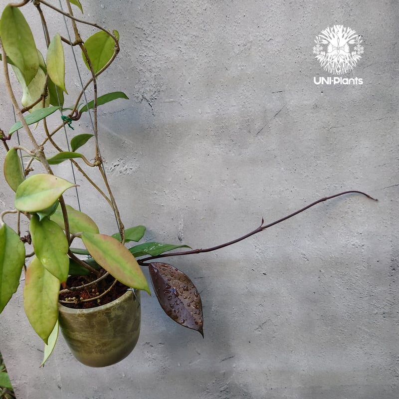 ホヤ プビカリクス ロイヤル ハワイアン パープル 花座付き ホヤ