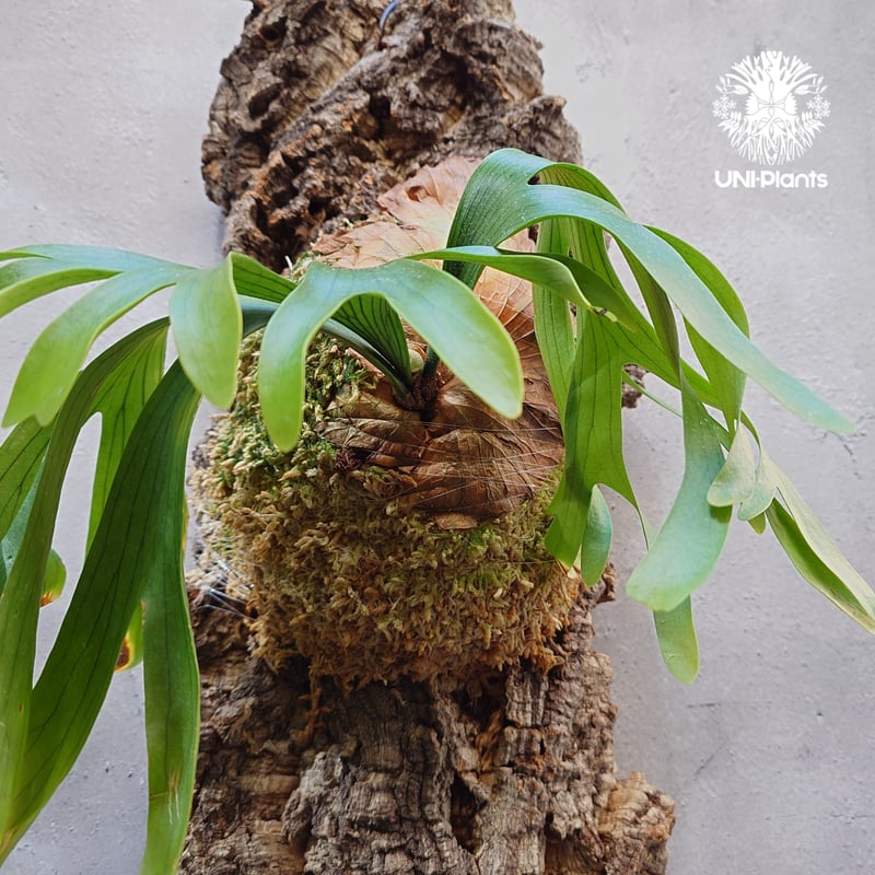 Platycerium coronarium 