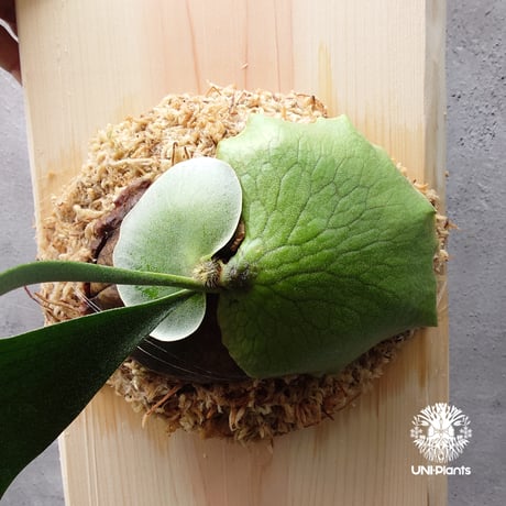 P.alcicorne【アルシコルネ　ビカクシダ】 P.elephantotis × P.alcicorne var.Africa ビカクシダ エ