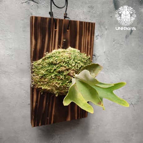 ビカクシダベイチーワイルド | STORES