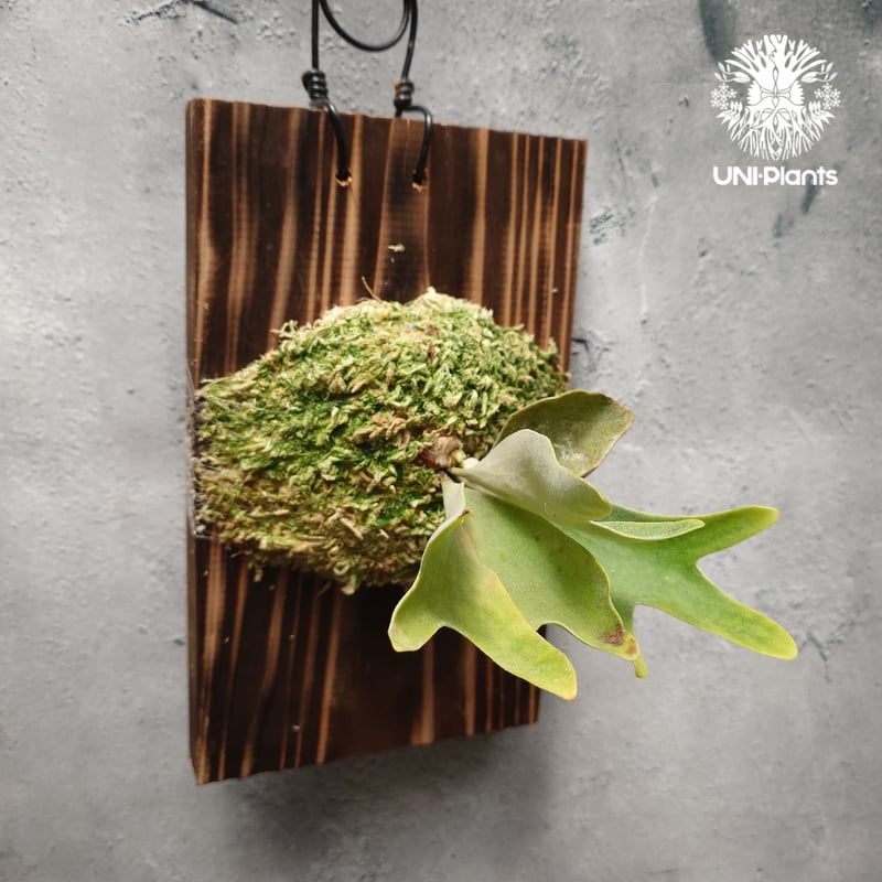 P. Willinckii dwarf Tatsuta, P. Pegasus, P. ve