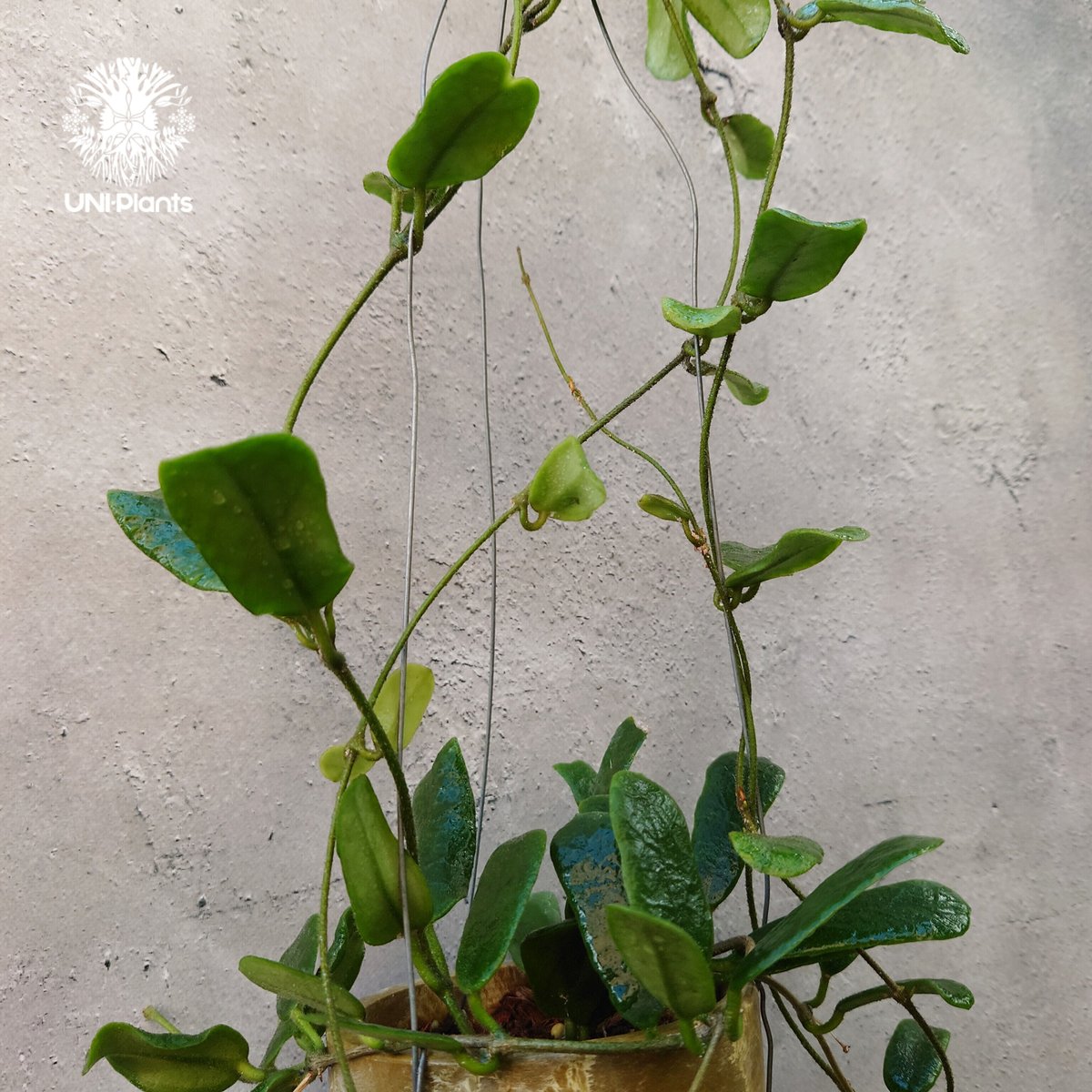 Hoya ロッツンディフォリア ホヤ ロツンディフォリア Hoya rotundiflora ホヤ植物 Hoya plant