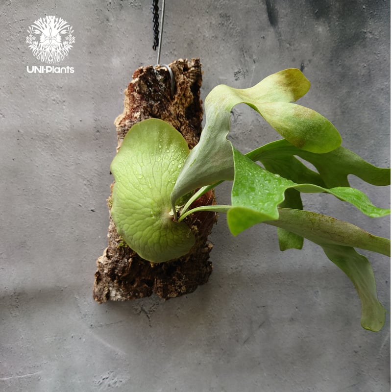 ビカクシダ アルテミス Platycerium Artemis (Alcicorne x Qu