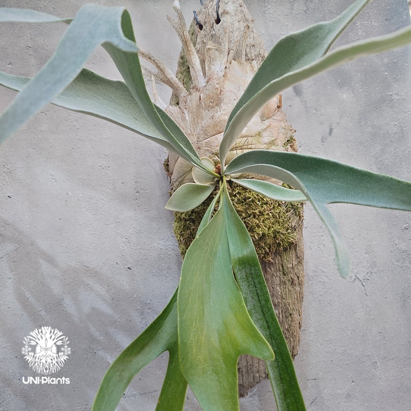 ビカクシダ ベイチー(子株) Platycerium veitchii(pup) コウモリ ビカクシダ ベイチー(子株) Platycerium veitchii(pup) コウモリ