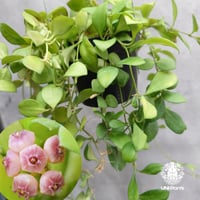 【タイ直輸入】ホヤ ヘウスケリアナ ピンク｜珍品・着生植物・つる性植物｜Hoya Heuschkeliana pink