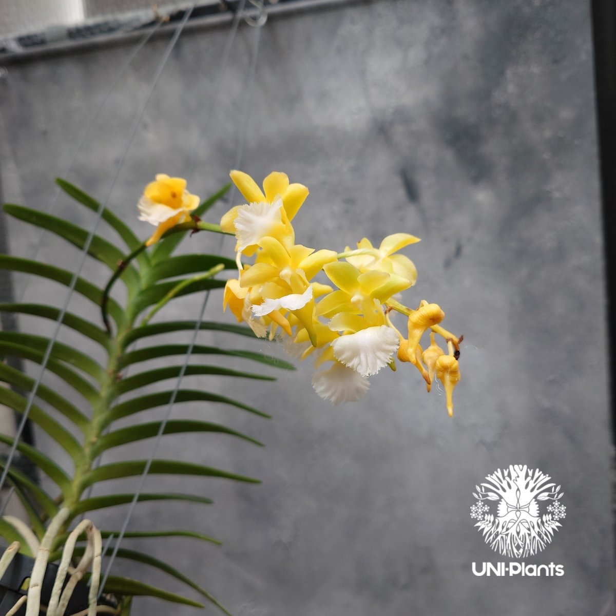 Aeridovanda Kasorn's Orchid Tactic 着生蘭 着生ラン 蘭の花