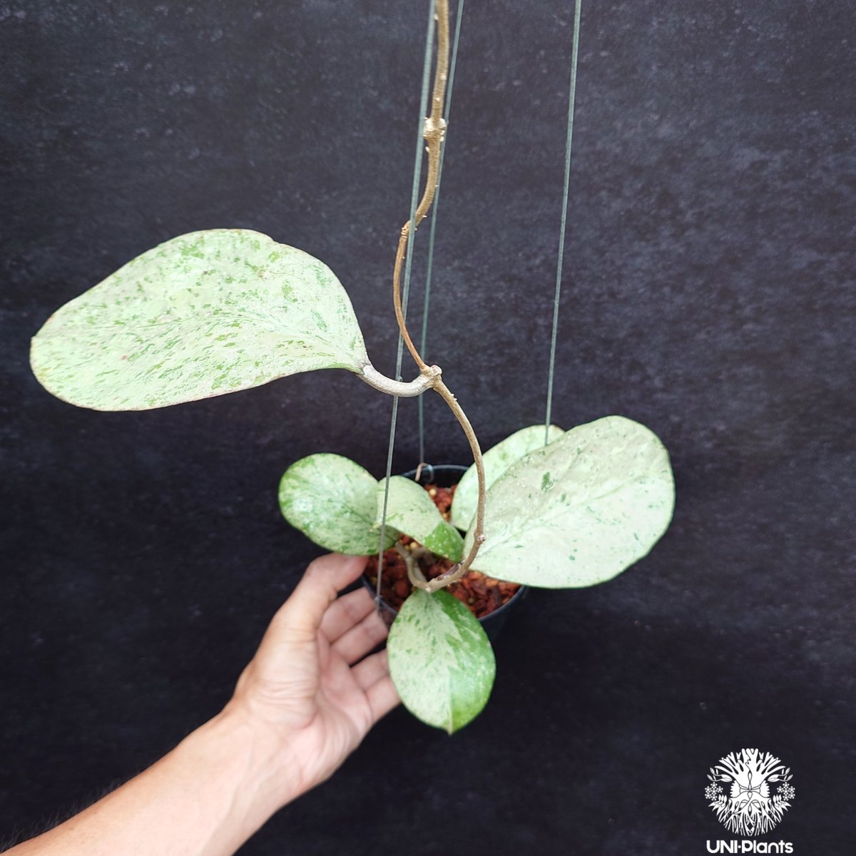Hoya michelle silver ホヤ植物 ホヤの花 Hoya plants 希少 レ