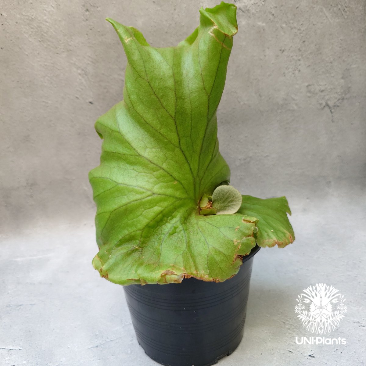 ビカクシダ キッチャクード シンリーフ Platycerium Kitshakood