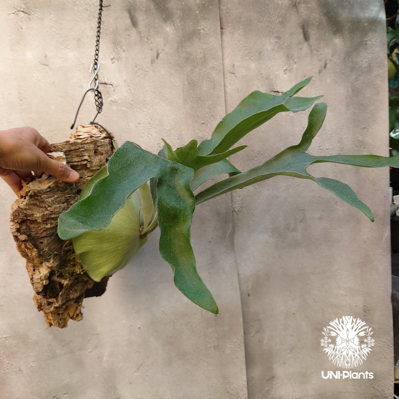 ビカクシダ アルシコルネ Platycerium alcicorne コウモリラン ビカク