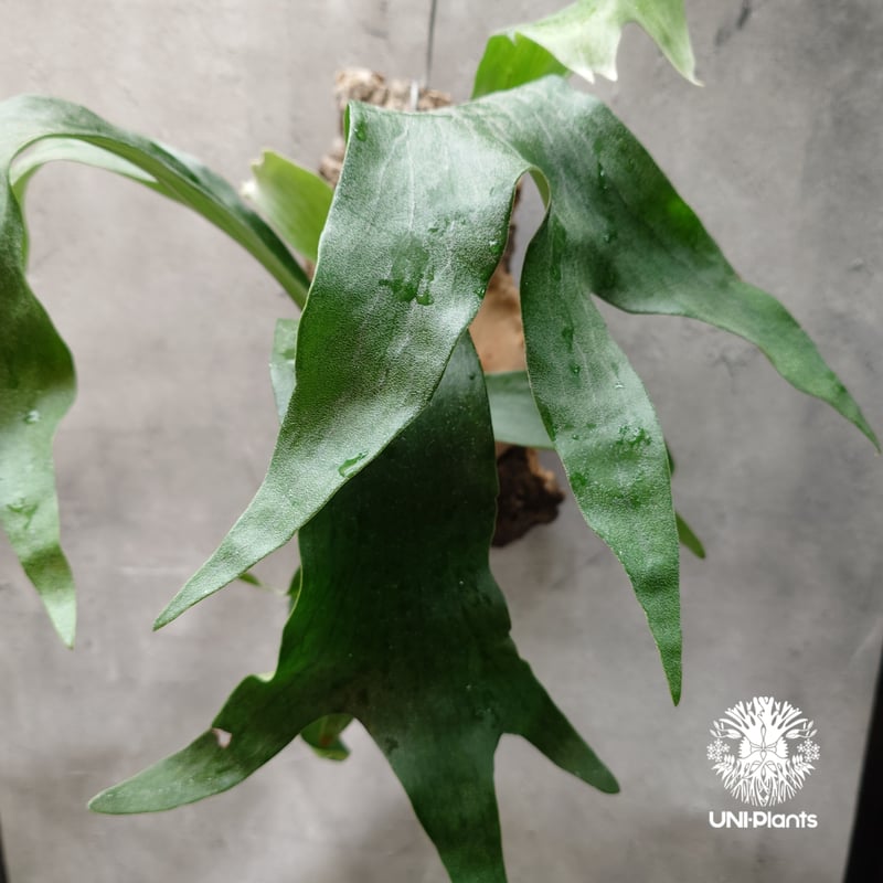 Platycerium hillii cv. Nampu ビカクシダ ヒリー cv. ナンプー