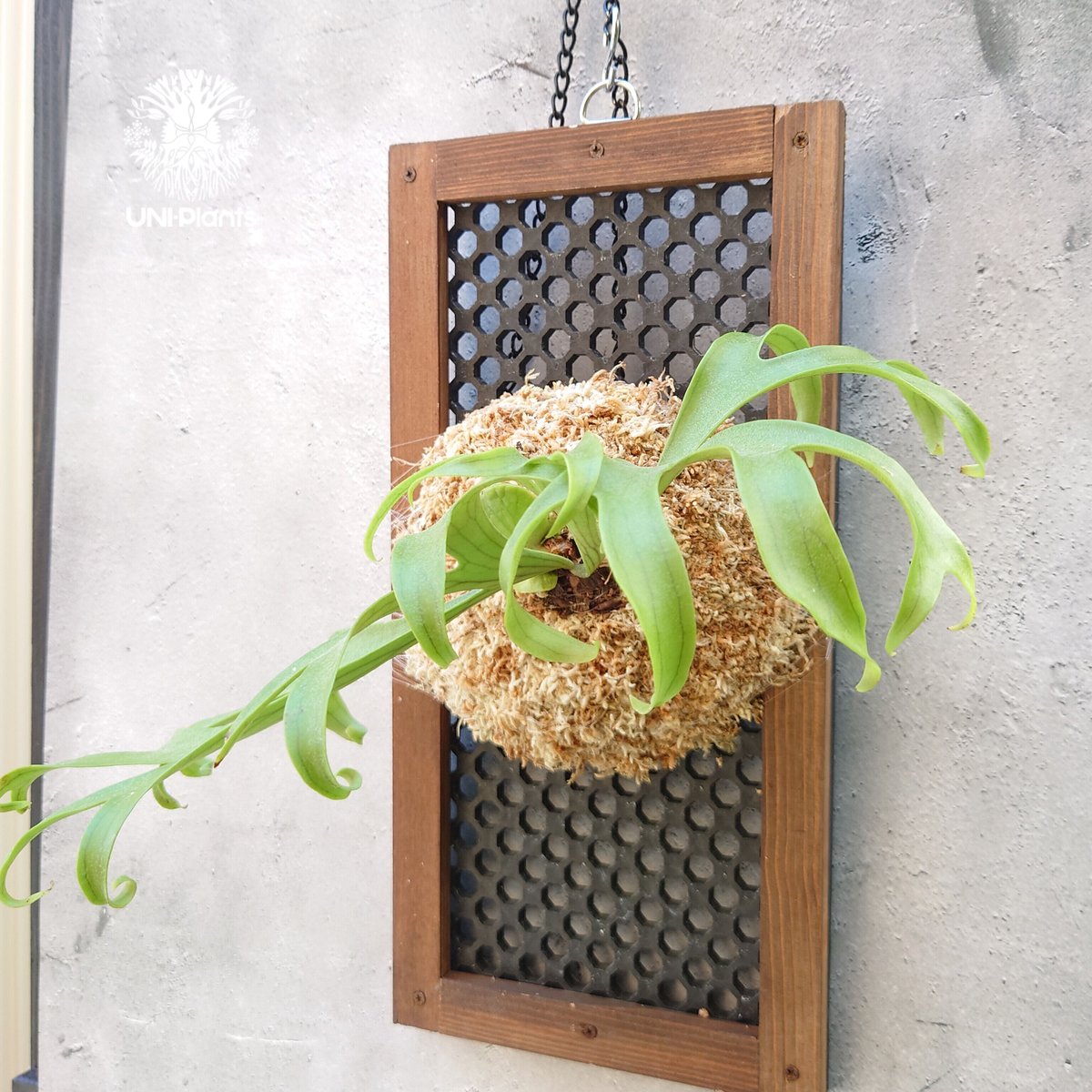 ビカクシダ コロナリウム Platycerium coronarium コウモリラン ビカク