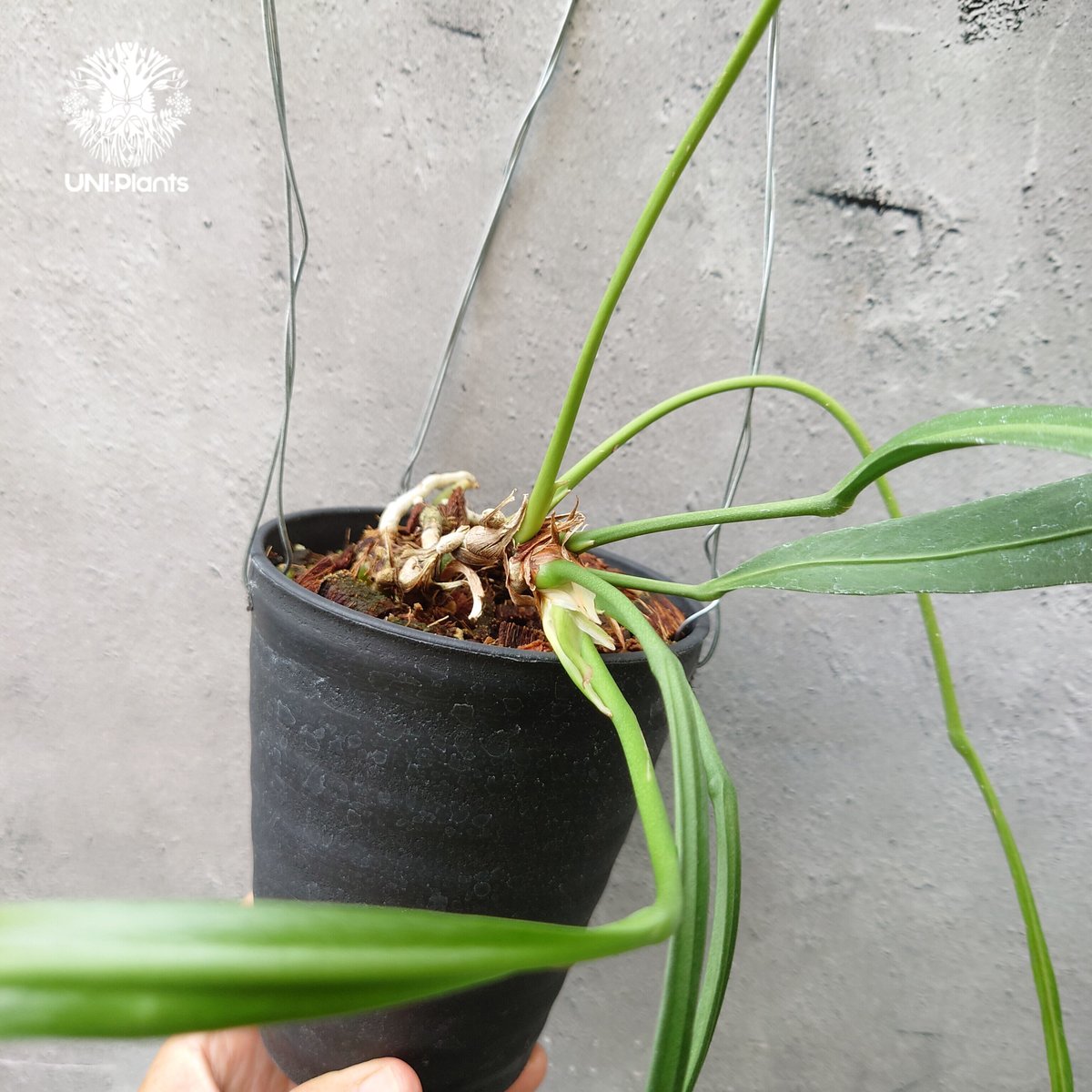 アンスリウム ビッタリフォリウム Anthurium Vittarifolium アンスリウ