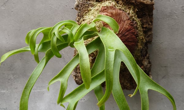 UNI-Plants ビカクシダ、ホヤ植物、着生蘭、タンクブロメリア等の専門