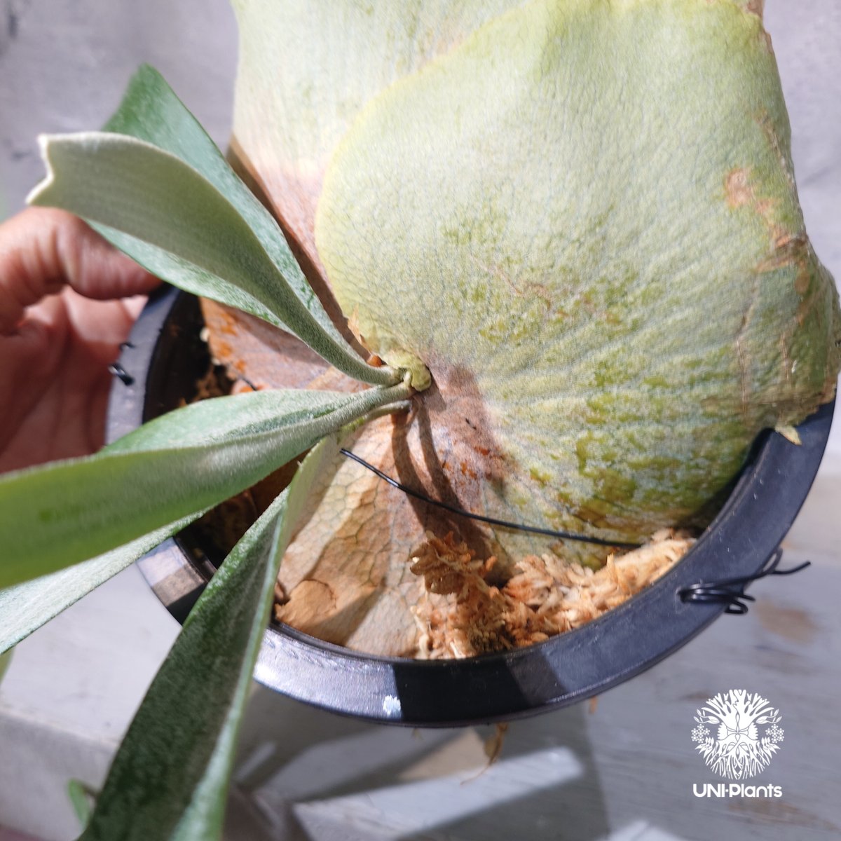 国内繁殖株・一点物】Platycerium bifurcatum 'white' ｜ビカ
