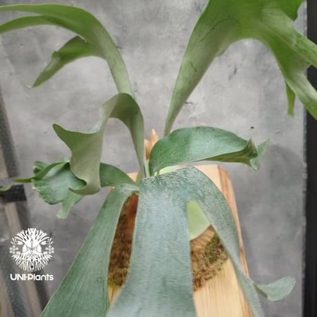 Platycerium Khok Kruat (spore) ビカクシダ コック クルアット(スポア) ビカクシダ コウモリラン