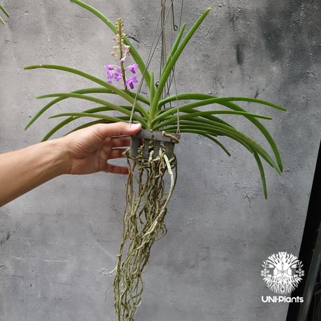 Rynchodenia Magic Wand リンコデニア マジック ワンド 着生蘭 ラン 蘭 花が綺麗な洋ラン