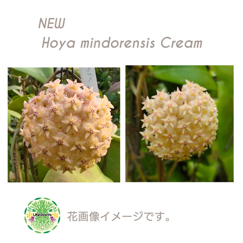 初入荷 希少! New flowercolor Hoya mindorensis Creamy